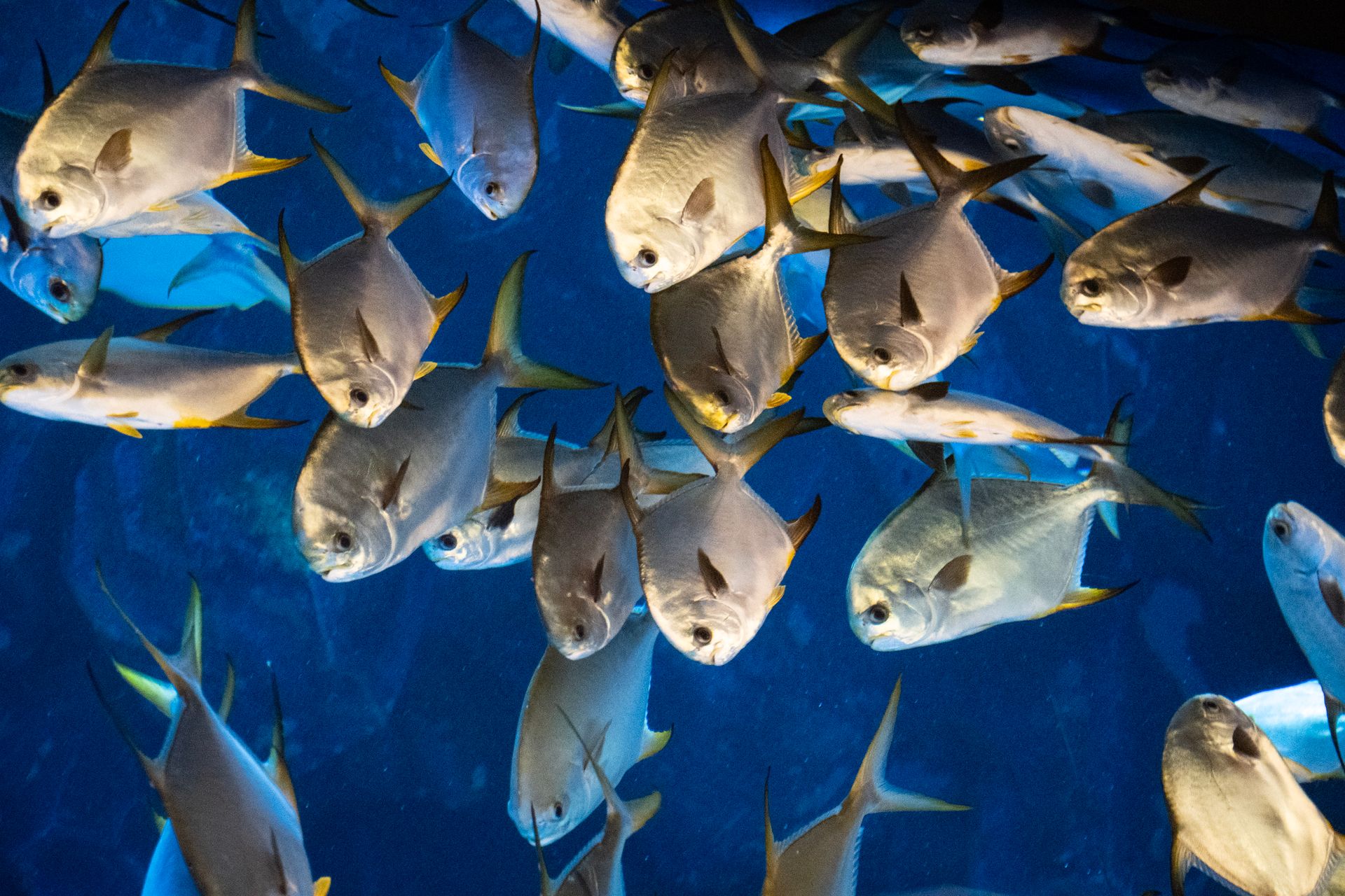 Fleet of AUVs in cooperative formation