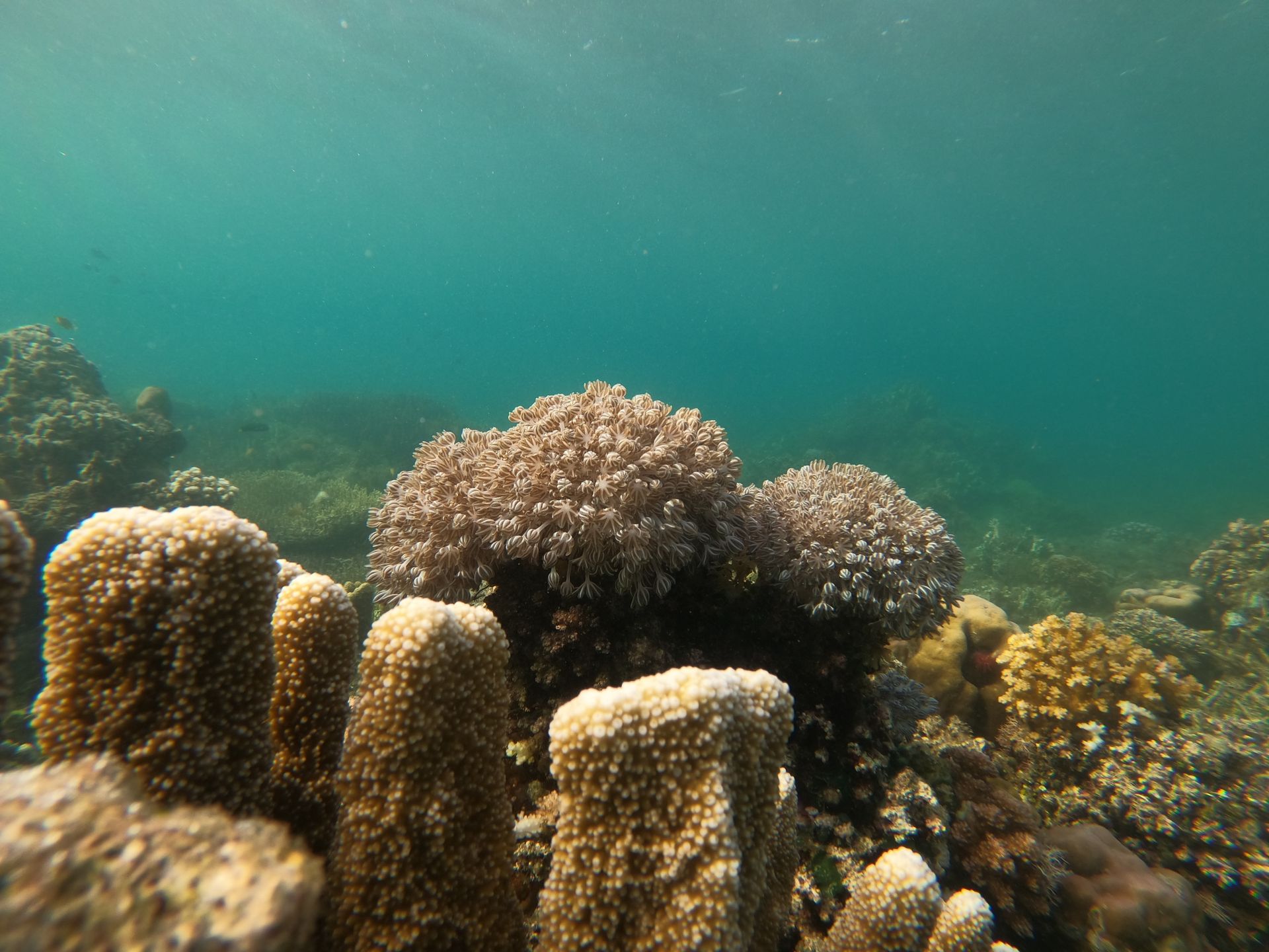 Acoustic transducer array deployed underwater